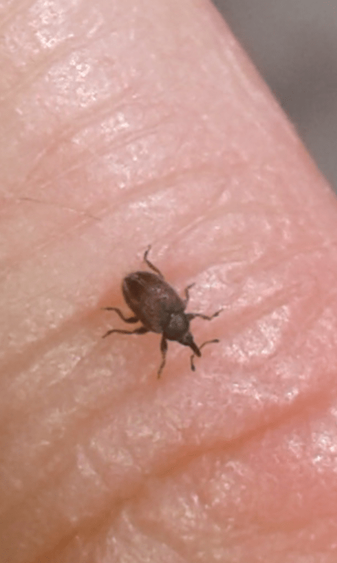 Curculionidae: Gymnetron sp.